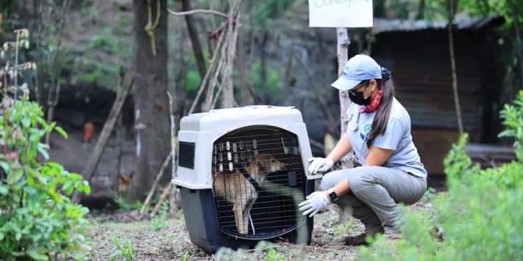 Guatemala realiza simulacro para resguardar animales ante desastres naturales
