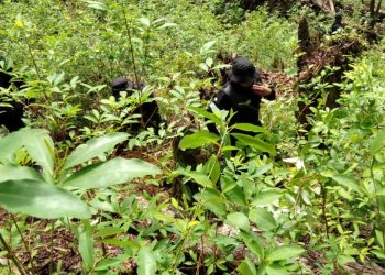 Destruyen plantaciones de ilícitos en Livingston, Izabal