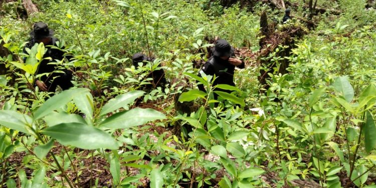 Destruyen plantaciones de ilícitos en Livingston, Izabal
