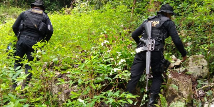 Destruyen plantaciones de ilícitos en Livingston, Izabal