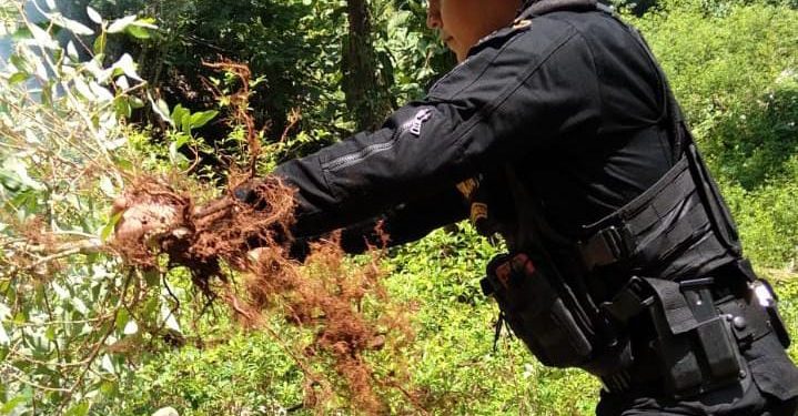 Destruyen plantaciones de ilícitos en Livingston, Izabal