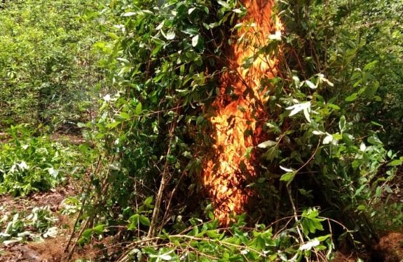 Destruyen plantaciones de ilícitos en Livingston, Izabal