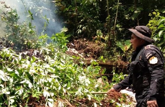 Destruyen plantaciones de ilícitos en Livingston, Izabal