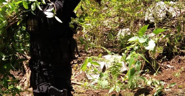 Destruyen plantaciones de ilícitos en Livingston, Izabal