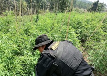 Incrementa destrucción de plantaciones ilícitas en el país