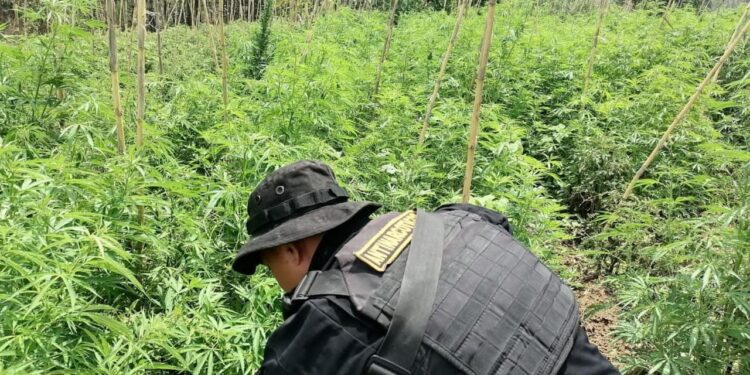 Incrementa destrucción de plantaciones ilícitas en el país