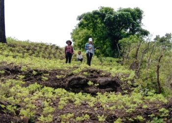 MARN, estudiantes y municipalidades plantan 800 árboles en Sanarate y Sansare
