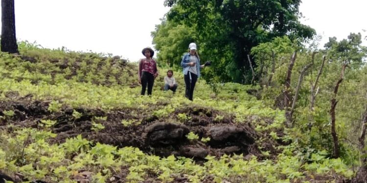 MARN, estudiantes y municipalidades plantan 800 árboles en Sanarate y Sansare