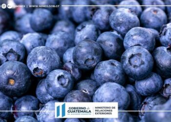 Acciones de Diplomacia Comercial permiten recuperar la exportación de arándanos guatemaltecos al mercado canadiense