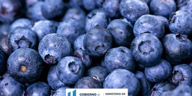 Acciones de Diplomacia Comercial permiten recuperar la exportación de arándanos guatemaltecos al mercado canadiense