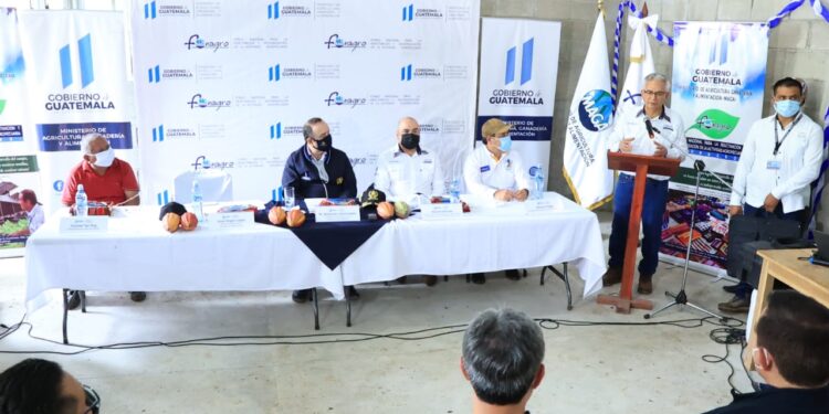 Producción de cacao mejorará su calidad en Cahabón, Alta Verapaz