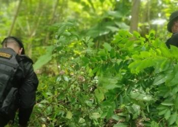 Erradican hoja de coca y  marihuana en distintos departamentos del país