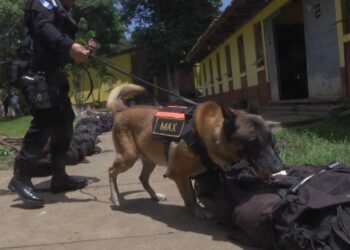 ECEC prepara instructores, guías y canes para detección de ilícitos