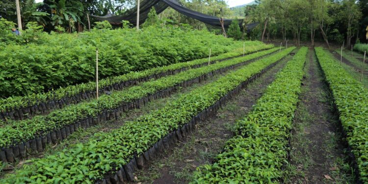 Jornadas de reforestación impulsan la convivencia pacífica y el acercamiento comunitario