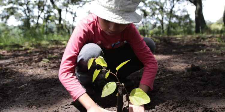 Prevención: jóvenes contribuyen a la reforestación en áreas de la ciudad de Guatemala