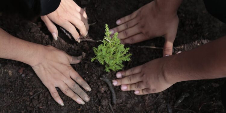 Prevención: jóvenes contribuyen a la reforestación en áreas de la ciudad de Guatemala