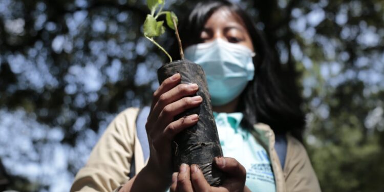 Prevención: jóvenes contribuyen a la reforestación en áreas de la ciudad de Guatemala