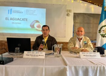 MAGA respalda competitividad del sector aguacatero