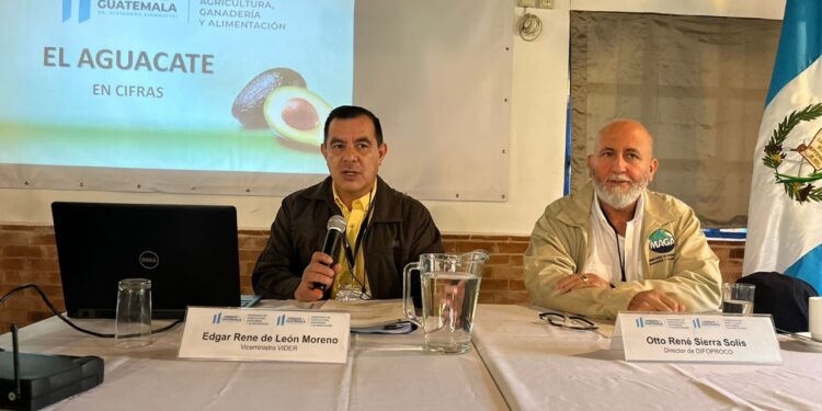 MAGA respalda competitividad del sector aguacatero