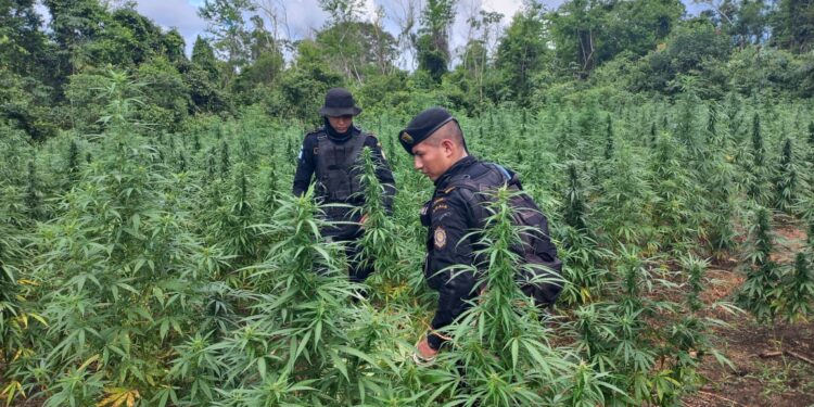 Operatividad policial incrementa resultados positivos