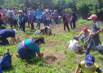 El Tejar y San Andrés Itzapa plantan más arboles