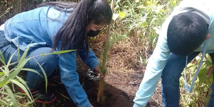 UPCV participa en proyecto de reforestación en Chimaltenango