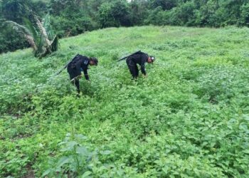 Erradican marihuana en Petén y Huehuetenango