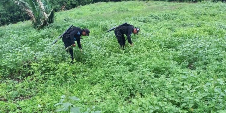 Erradican marihuana en Petén y Huehuetenango