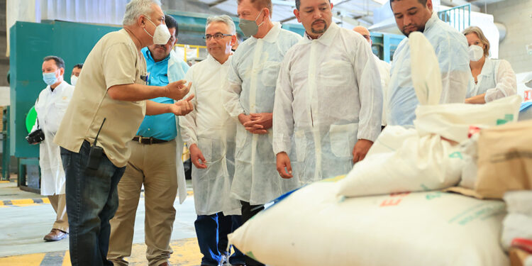 Guatemala avanza para proteger la producción de fruta libre de mosca del Mediterráneo