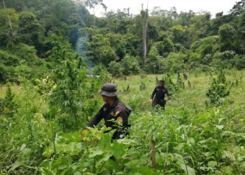 Erradican más de 112 mil matas de marihuana en Petén