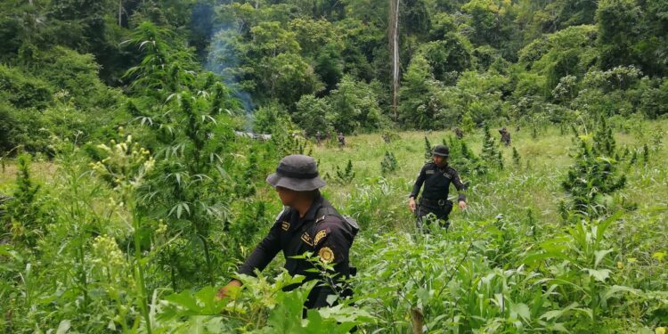 Erradican más de 112 mil matas de marihuana en Petén