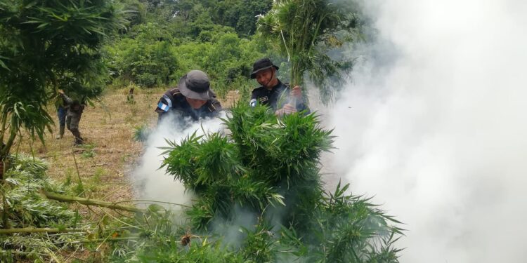 Erradican más de 112 mil matas de marihuana en Petén