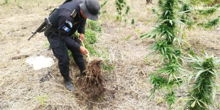 Erradican más de 112 mil matas de marihuana en Petén