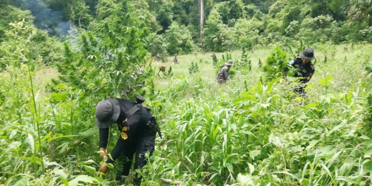 Erradican más de 112 mil matas de marihuana en Petén