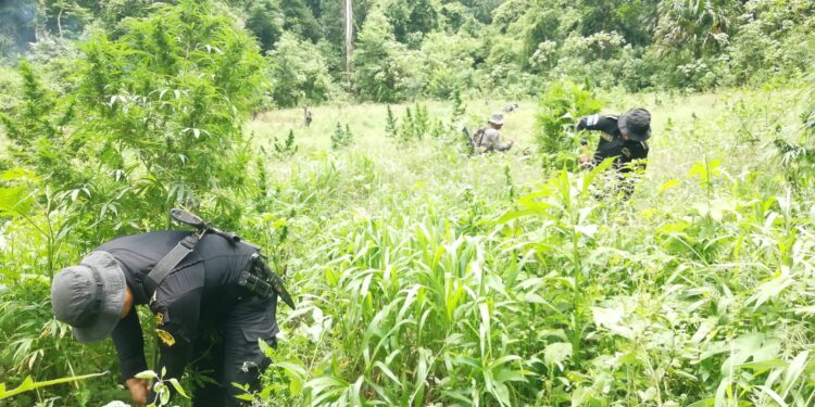 Erradican más de 112 mil matas de marihuana en Petén