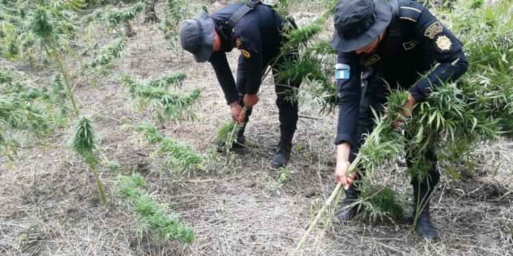 Erradican más de 112 mil matas de marihuana en Petén
