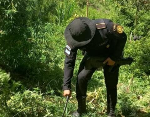 Erradican más de 71 mil matas de marihuana en Totonicapán