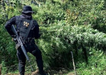 Erradican marihuana en Huehuetenango y Totonicapán