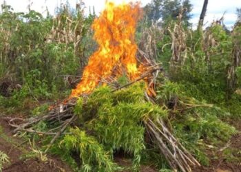 Erradican marihuana y hoja de coca en Totonicapán y Zacapa