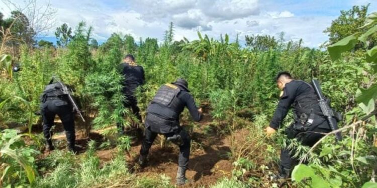 Erradican marihuana y hoja de coca en Totonicapán y Zacapa