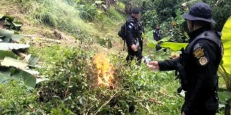 Erradican marihuana y hoja de coca en Totonicapán y Zacapa