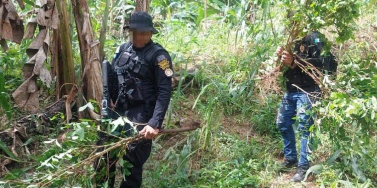 Erradican marihuana y hoja de coca en Totonicapán y Zacapa