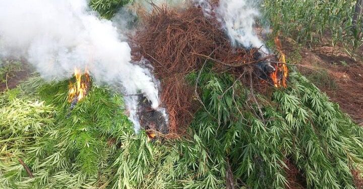 Cartera del interior consolida acciones en combate al narcotráfico