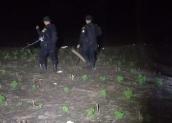 Erradican plantaciones de marihuana valoradas en más de Q300 millones