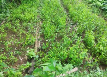 Antinarcóticos erradica plantación de arbustos de hoja de coca