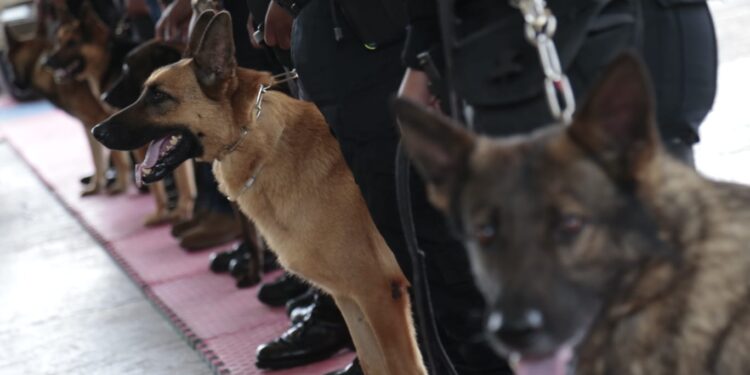 Guatemala se refuerza con agentes K-9 para el combate al crimen organizado y  narcotráfico