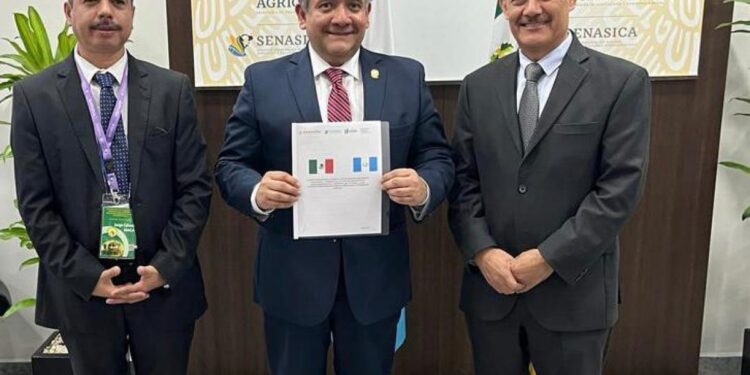 Melocotón guatemalteco logra admisibilidad en el mercado de México.