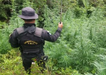 Incautaciones al narcotráfico sobrepasan los Q3 mil 550 millones en el país