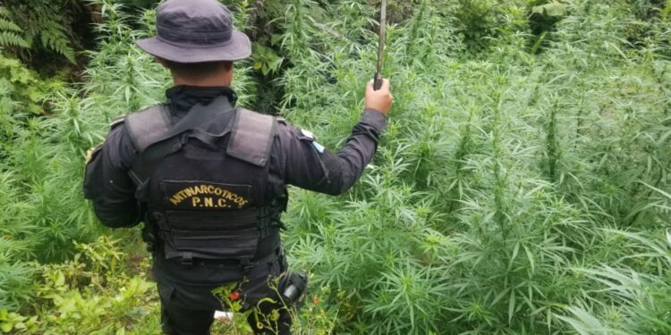 Incautaciones al narcotráfico sobrepasan los Q3 mil 550 millones en el país