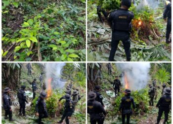 Agentes antinarcóticos del Mundo Maya  erradican campos con ilícitos